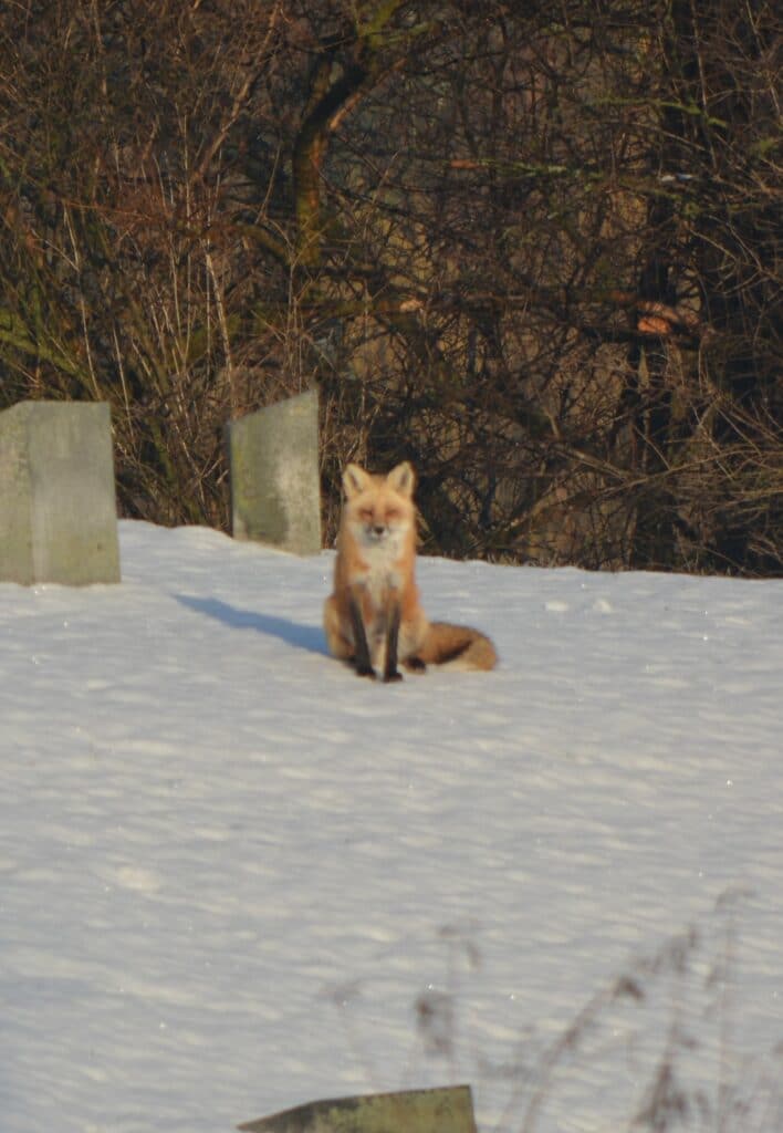 Our Readers Share: Steve Watson - Bald Eagle & Red Fox in Hillside Cemetery  - Whitewater Banner