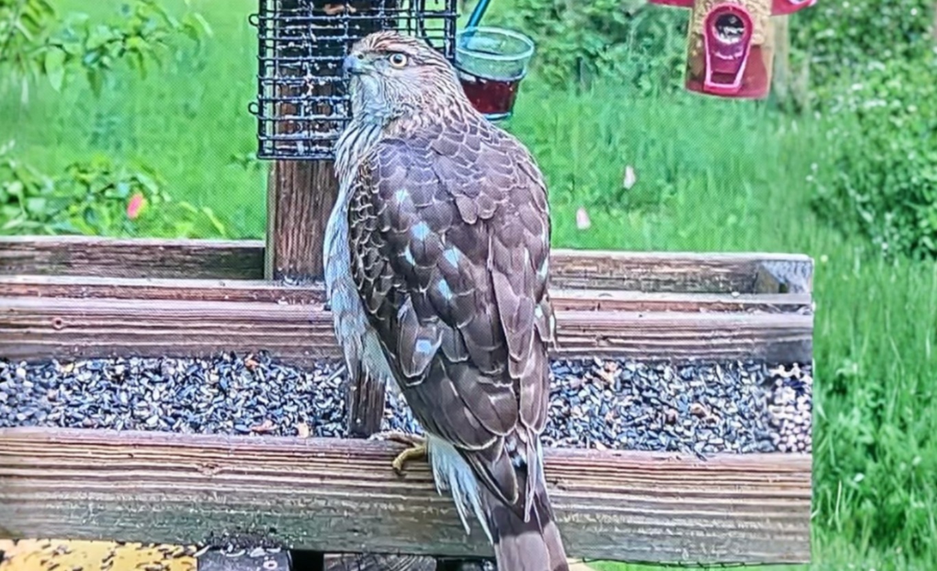 UW-W Biology Bird Cam Delivers Entertainment, Learning Opportunities