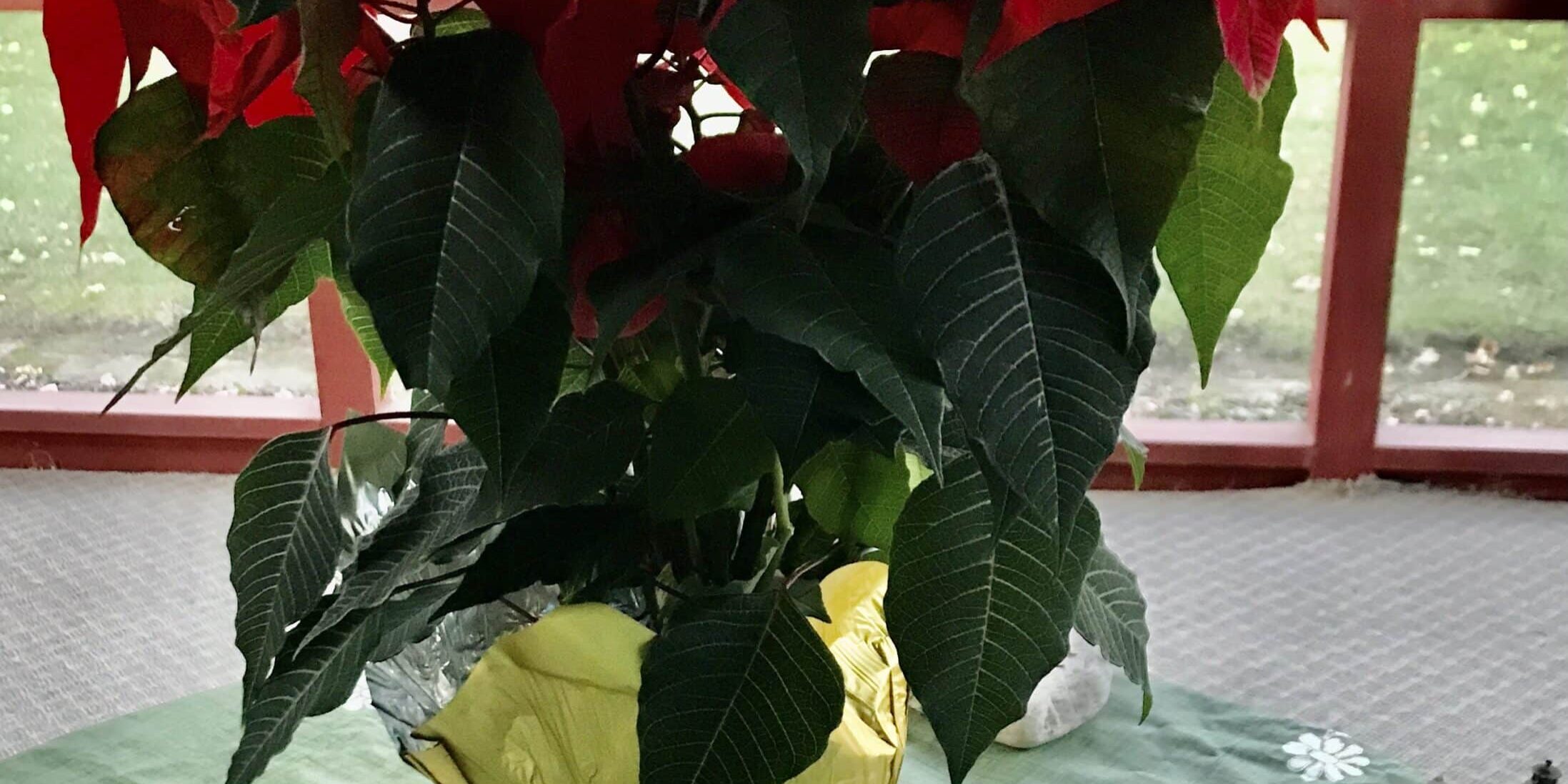 2021 poinsettia