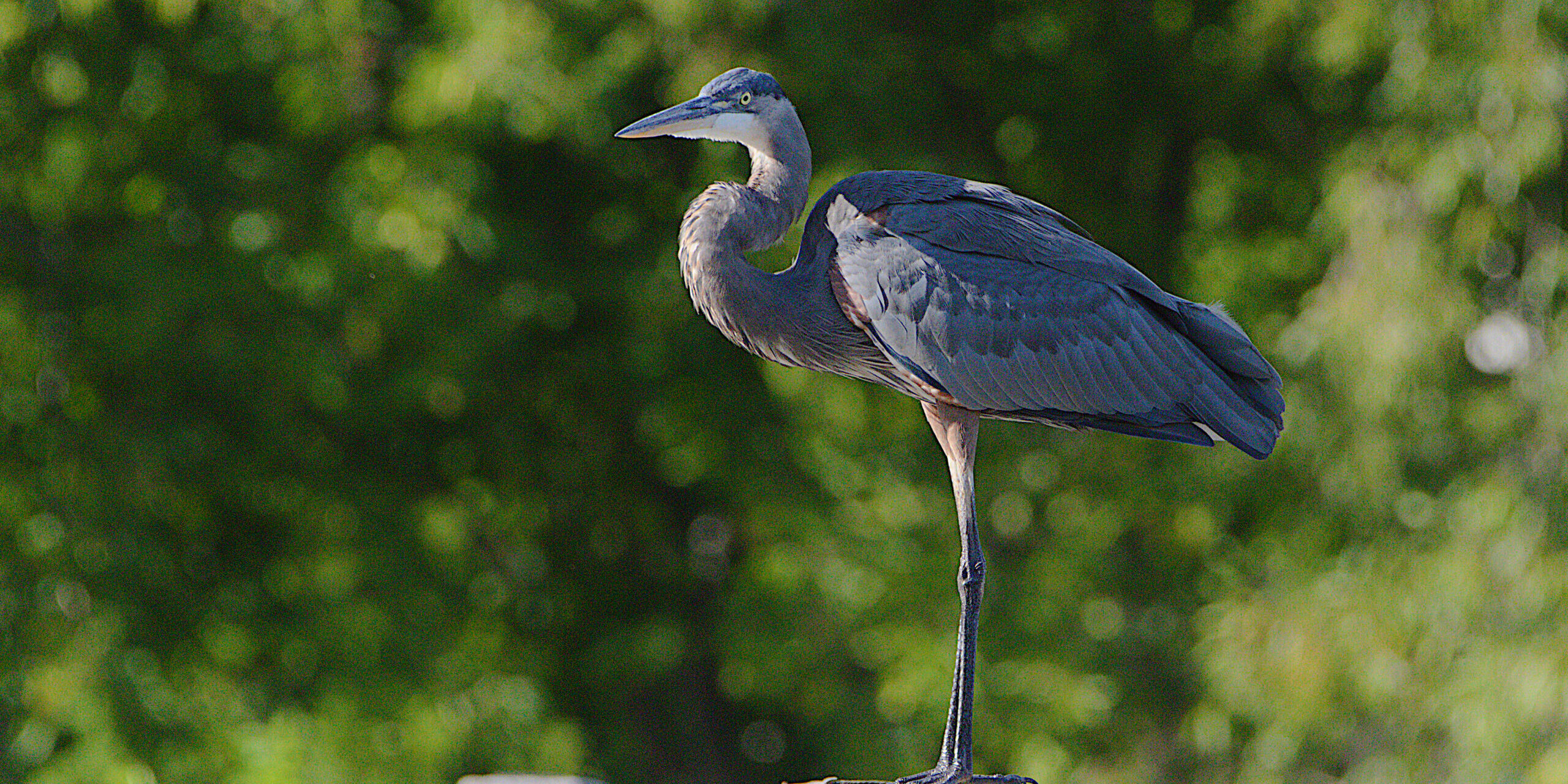 Blue Heron