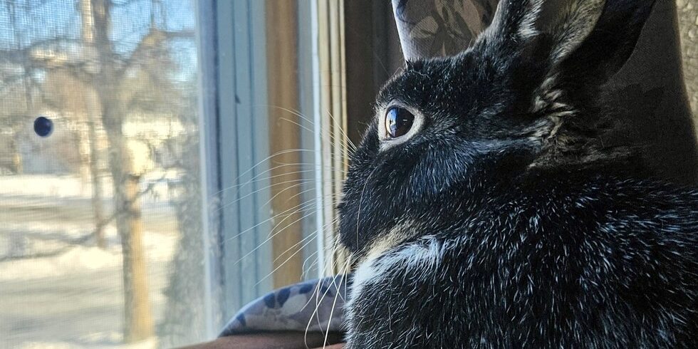 Meeko (1)