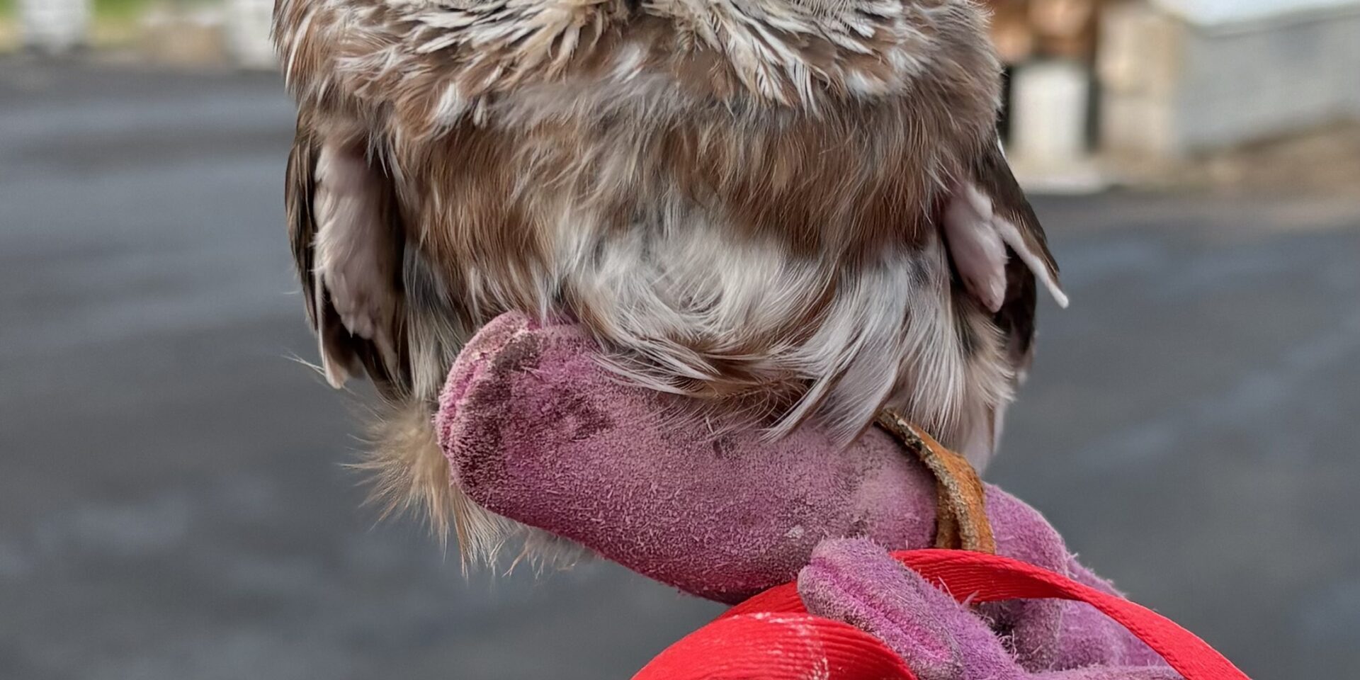 Saw-Whet Owl