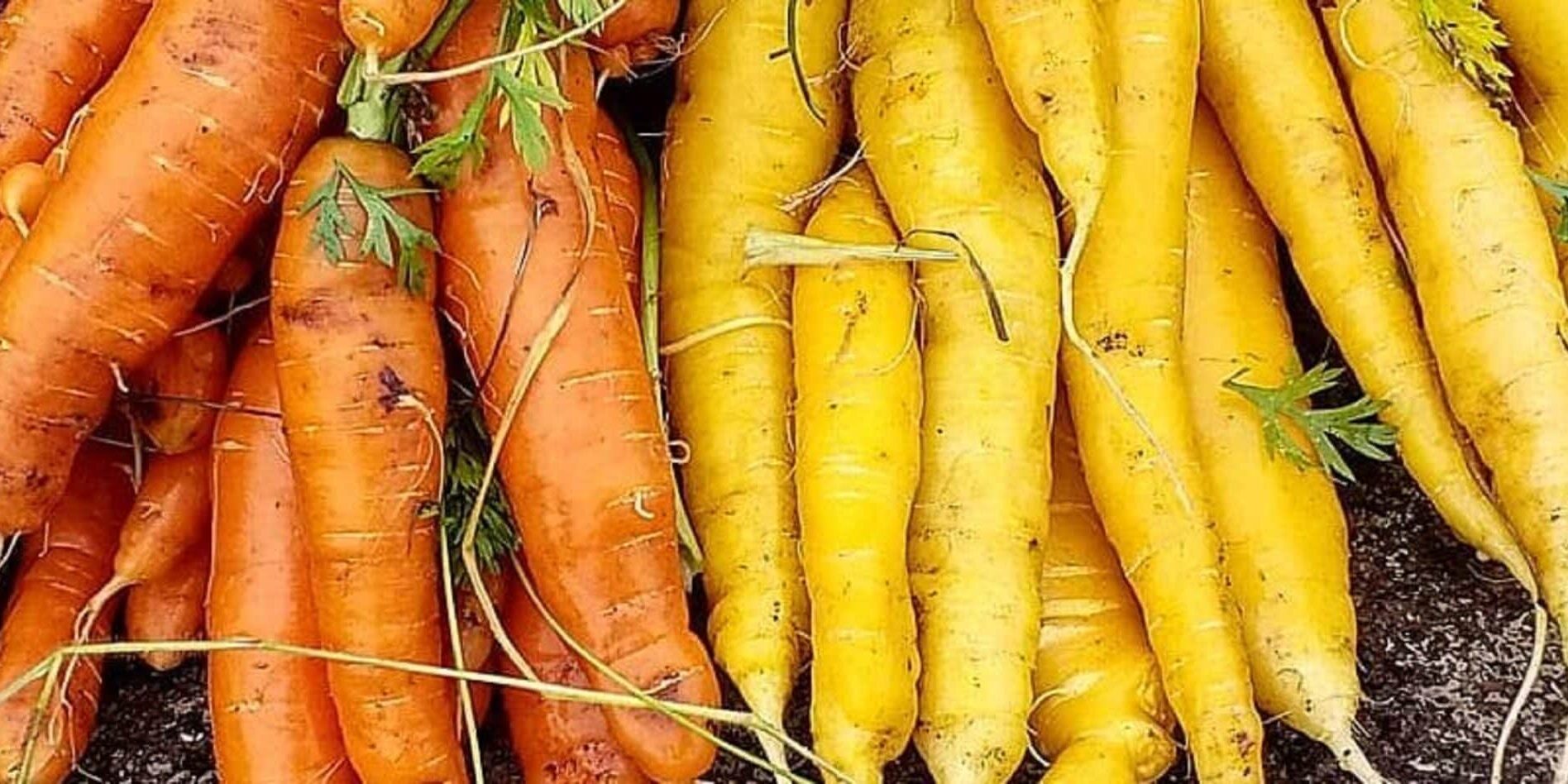 carrots winter