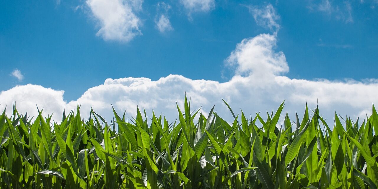 corn-field-440338_1280