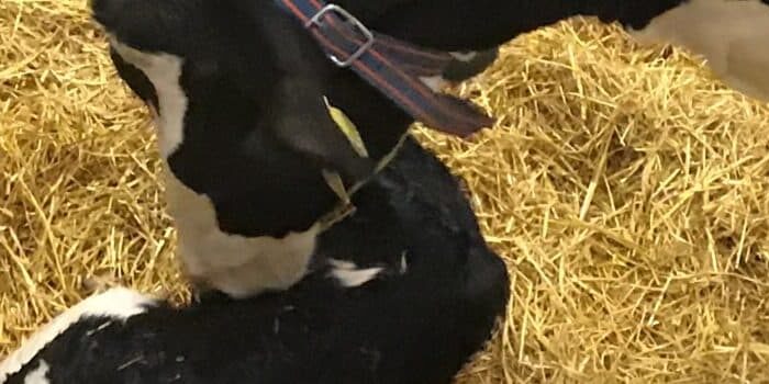dairy-repro