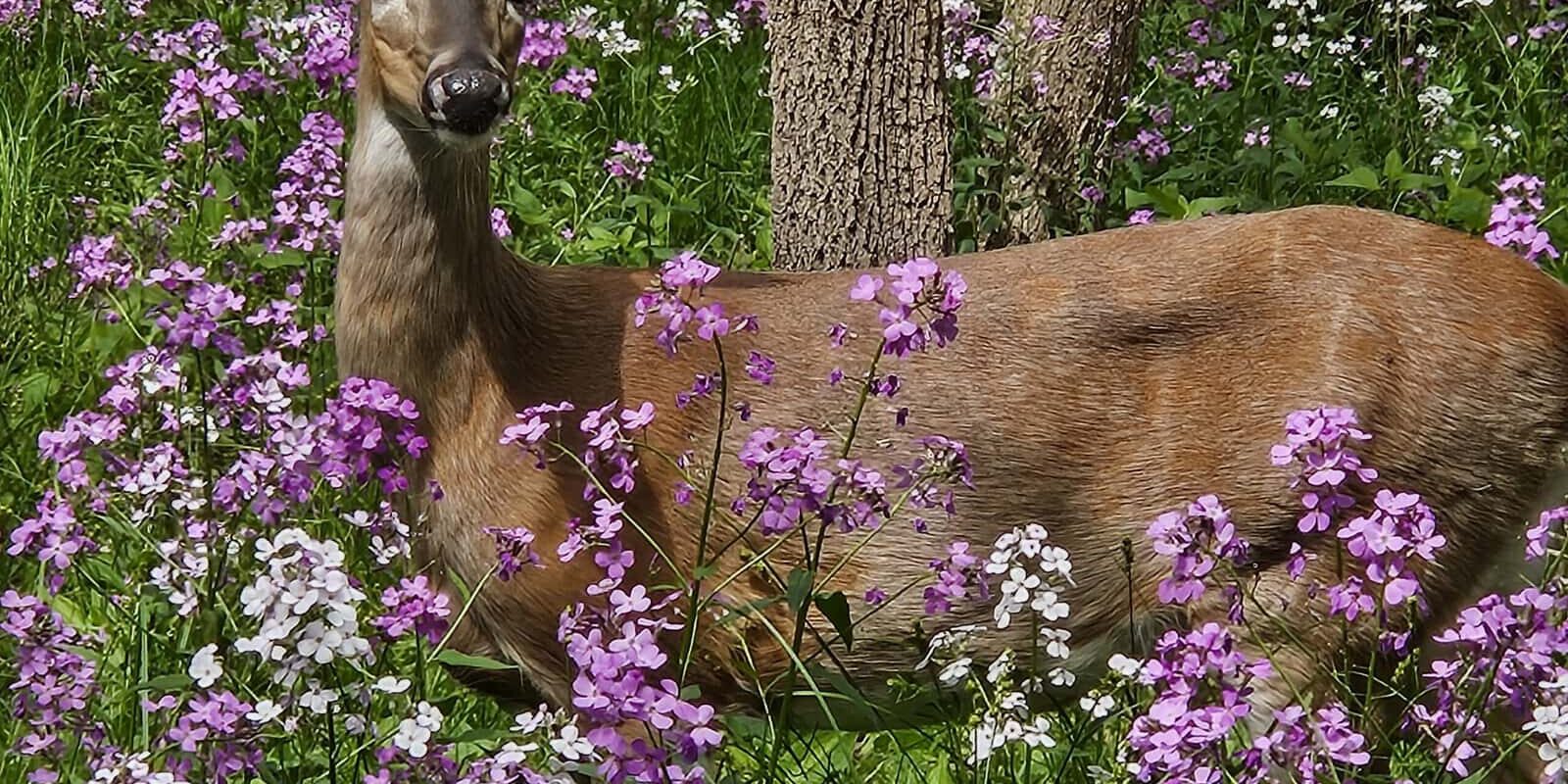 deer in a field of dames rocket ice age trail (1)
