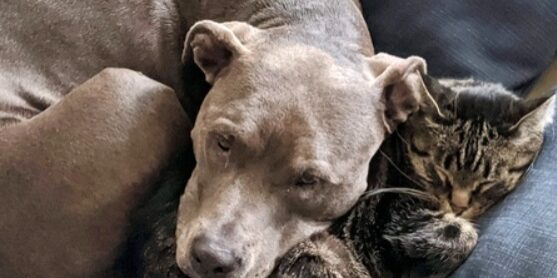 dogcat