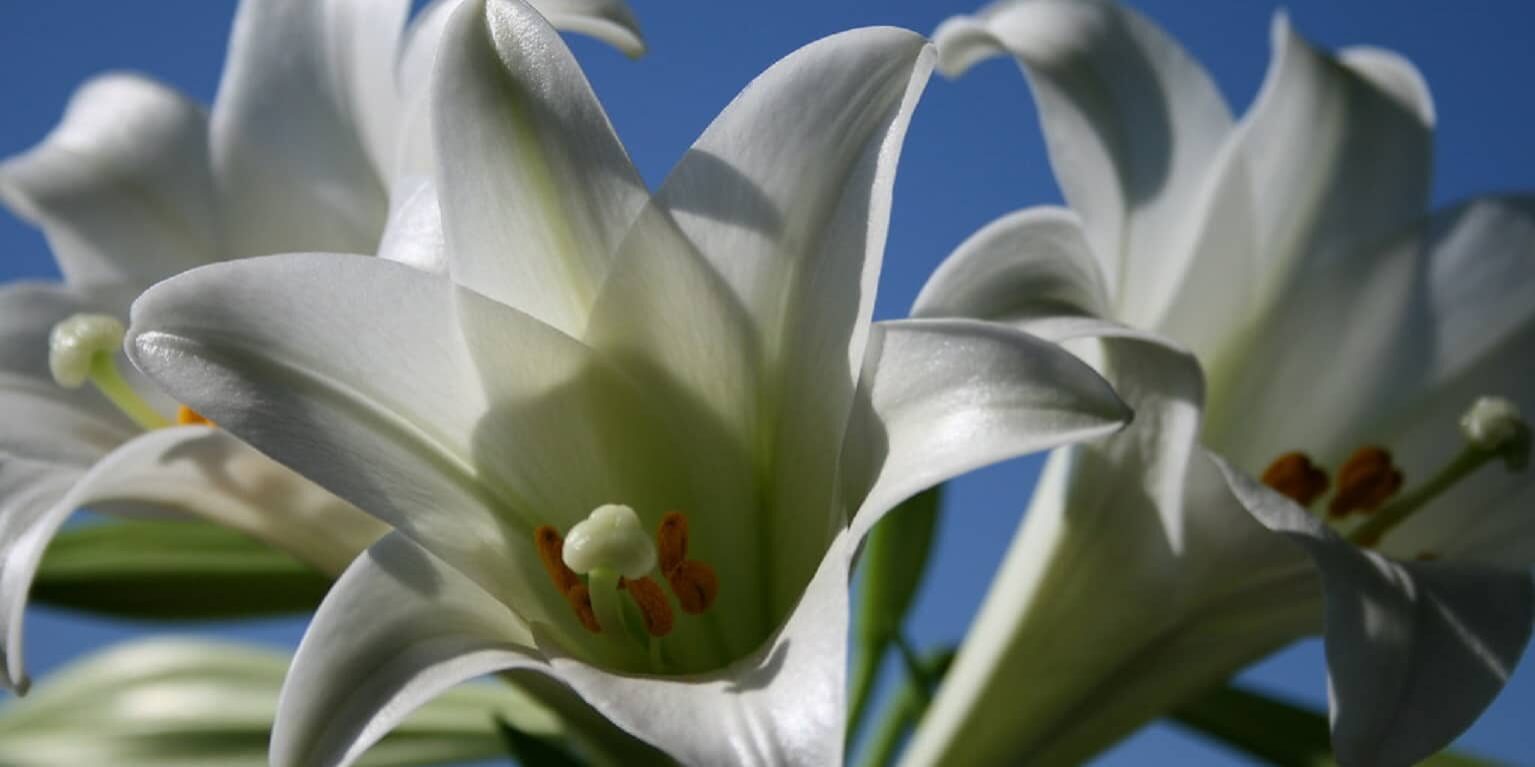 easter resize