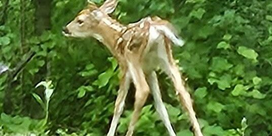 fawn