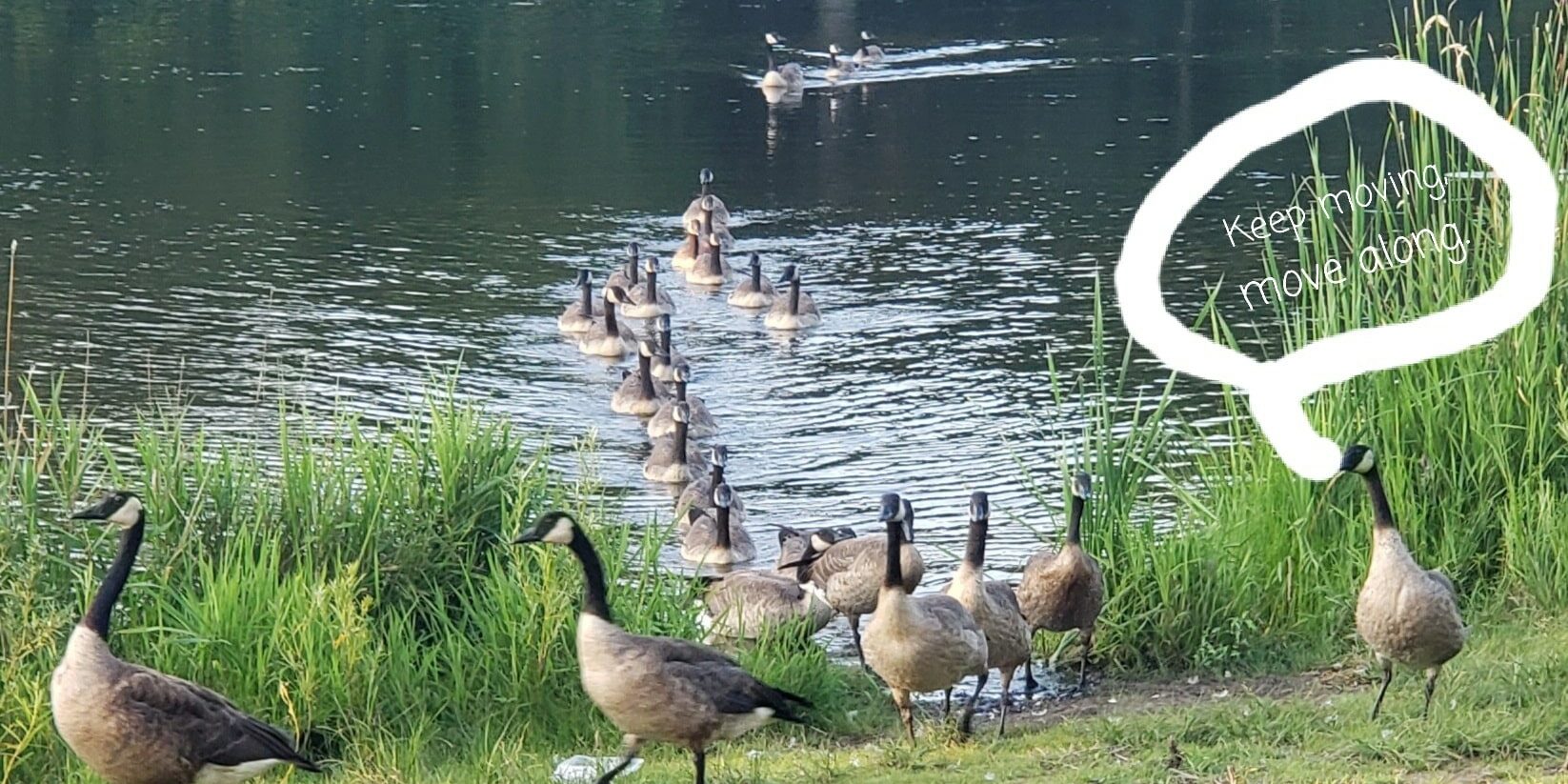 goose line