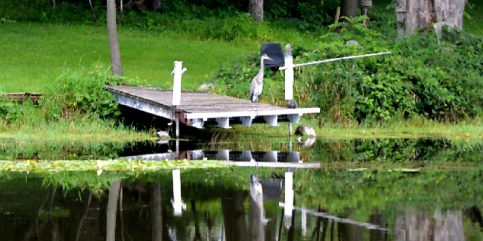 great blue heron