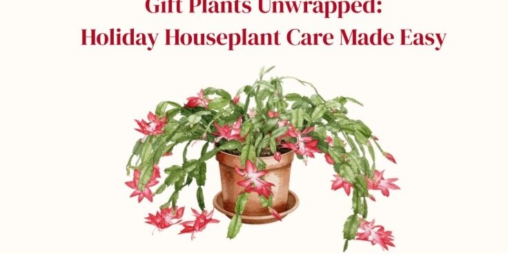 houseplants