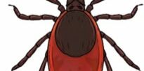 tick