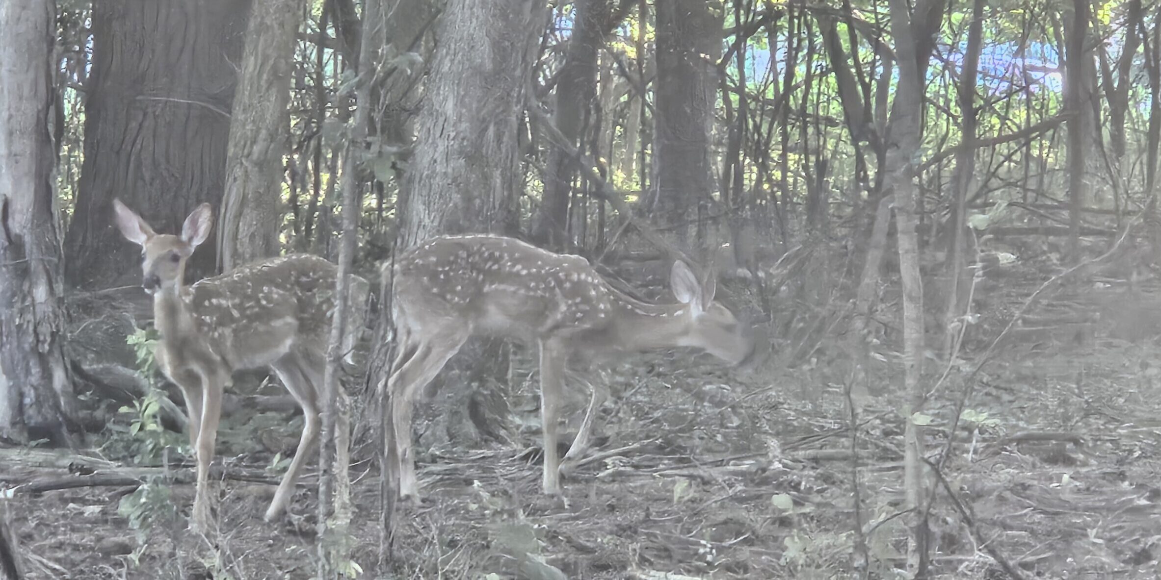 twin fawns along the ice age trail