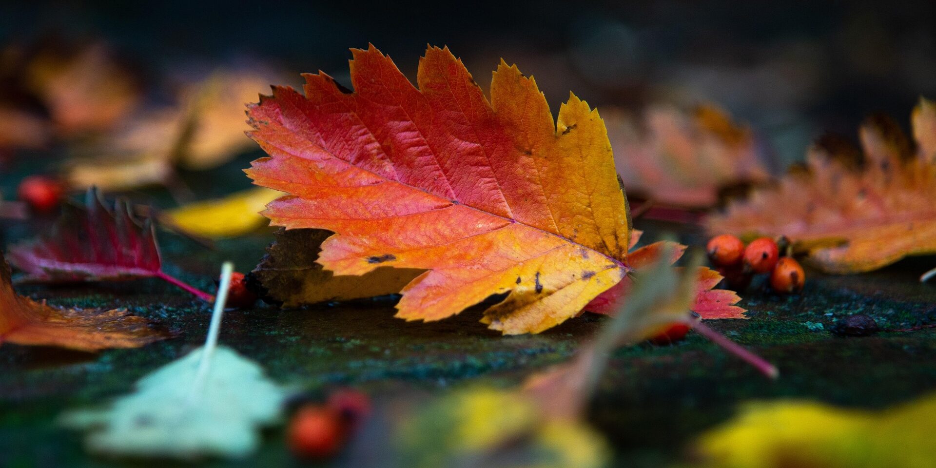 wal_172619-autumn-5709408_1920