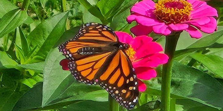 zinnia